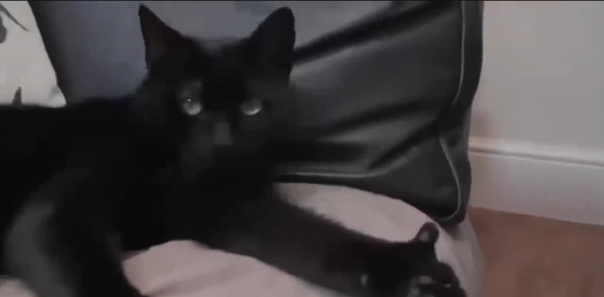 Приколы - животные